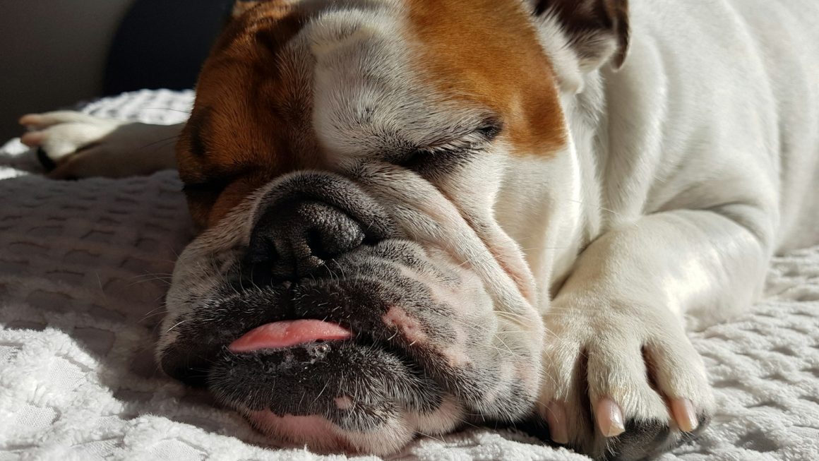 Top 10 British Dog Breeds Facing Extinction: Protecting Our Canine Heritage