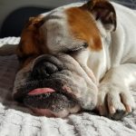 adult English bulldog sleeping on white textile