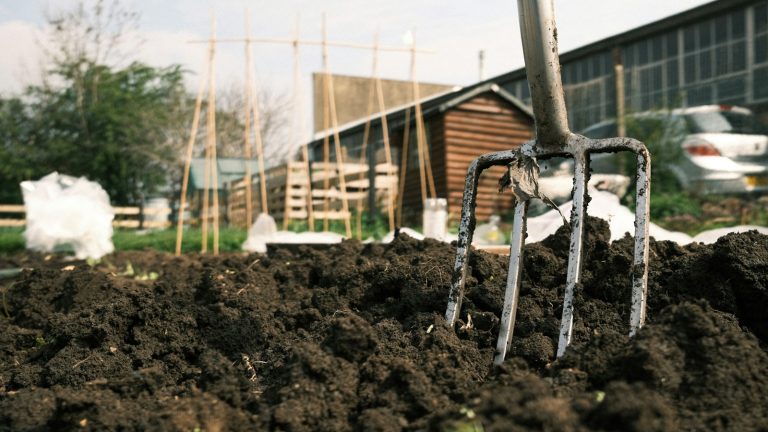 The Evolution of the British Allotment: How Necessity Transformed into a Luxurious Retreat