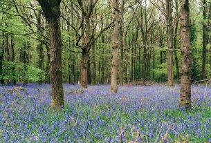 Uncovering the Secrets of Britain’s Ancient Forest Carvings: A Journey Through History and Mystery
