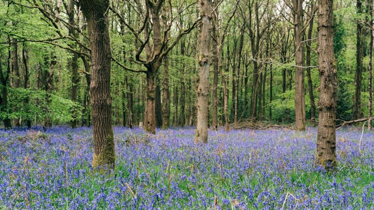 Uncovering the Secrets of Britain’s Ancient Forest Carvings: A Journey Through History and Mystery