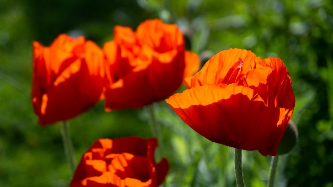 Discover 85 British Flowers with Surprising Medicinal Properties for Health and Wellness