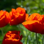 a group of red flowers in a field