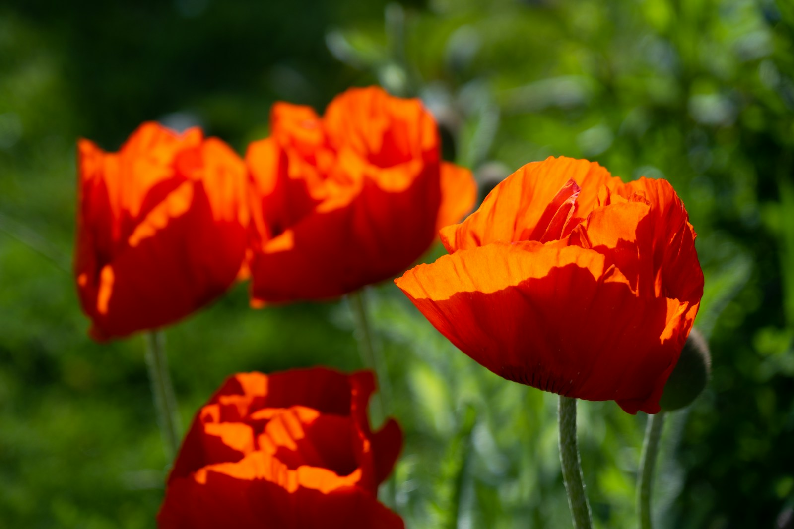 a group of red flowers in a field